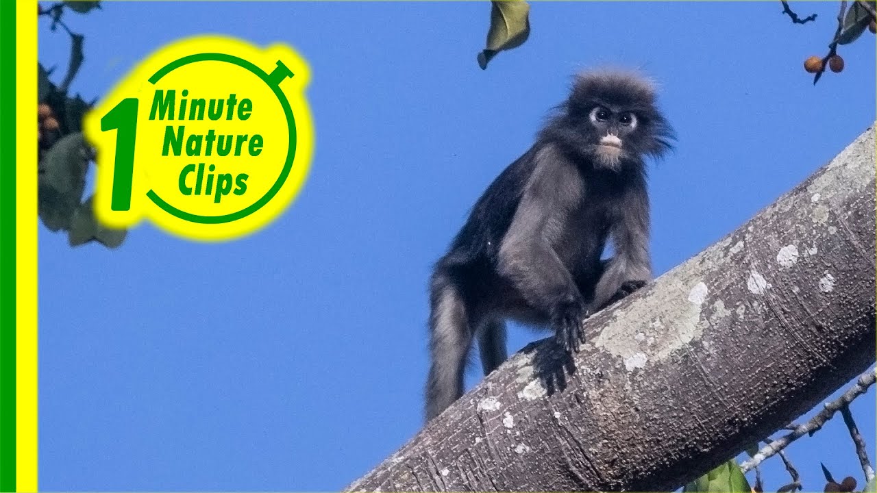 Dusky leaf monkey – An Endangered Primate in Thailand (Kaeng Krachan National Park)