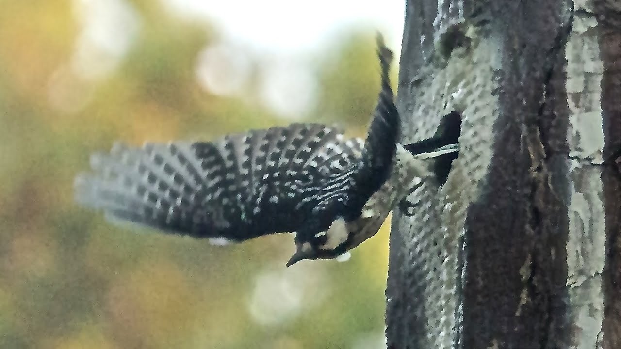 Endangered Red-cockaded Woodpeckers at W.G. Jones State Forest, Tx, USA