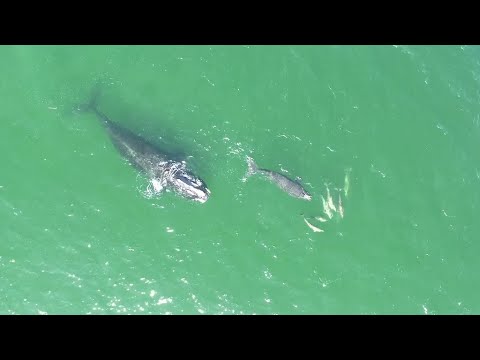 WEB EXTRA2: Endangered Right Whale Mom & Baby Interact With Dolphins