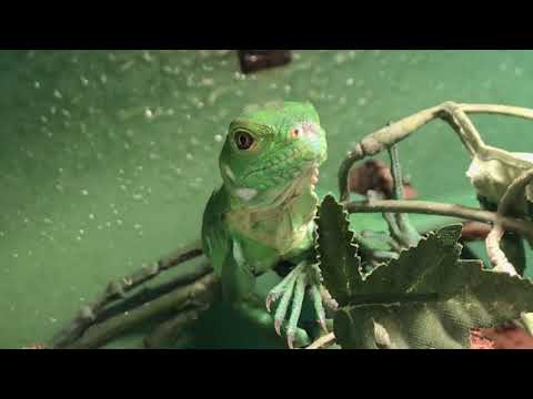 ZEER BEDREIGDE ANTILLIAANSE LEGUAAN GEBOREN/HIGHLY ENDANGERED ANTILLEAN IGUANA BORN IN ROTTEDAM ZOO