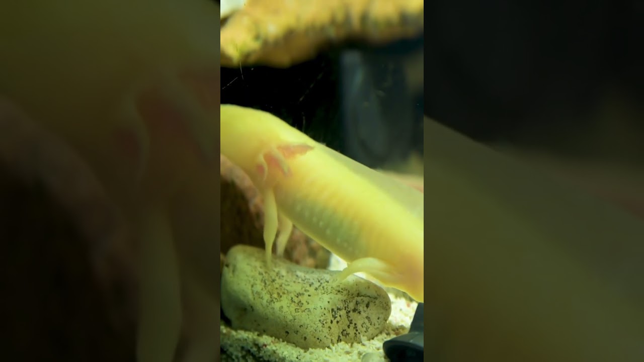 Have you ever seen Axolotl? Endangered species? One of the odd animals in the world