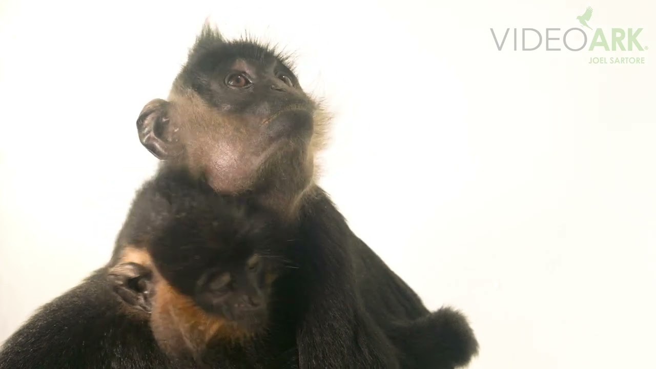 A mother and juvenile critically endangered Delacour’s langur (Trachypithecus delacouri) at EPRC.