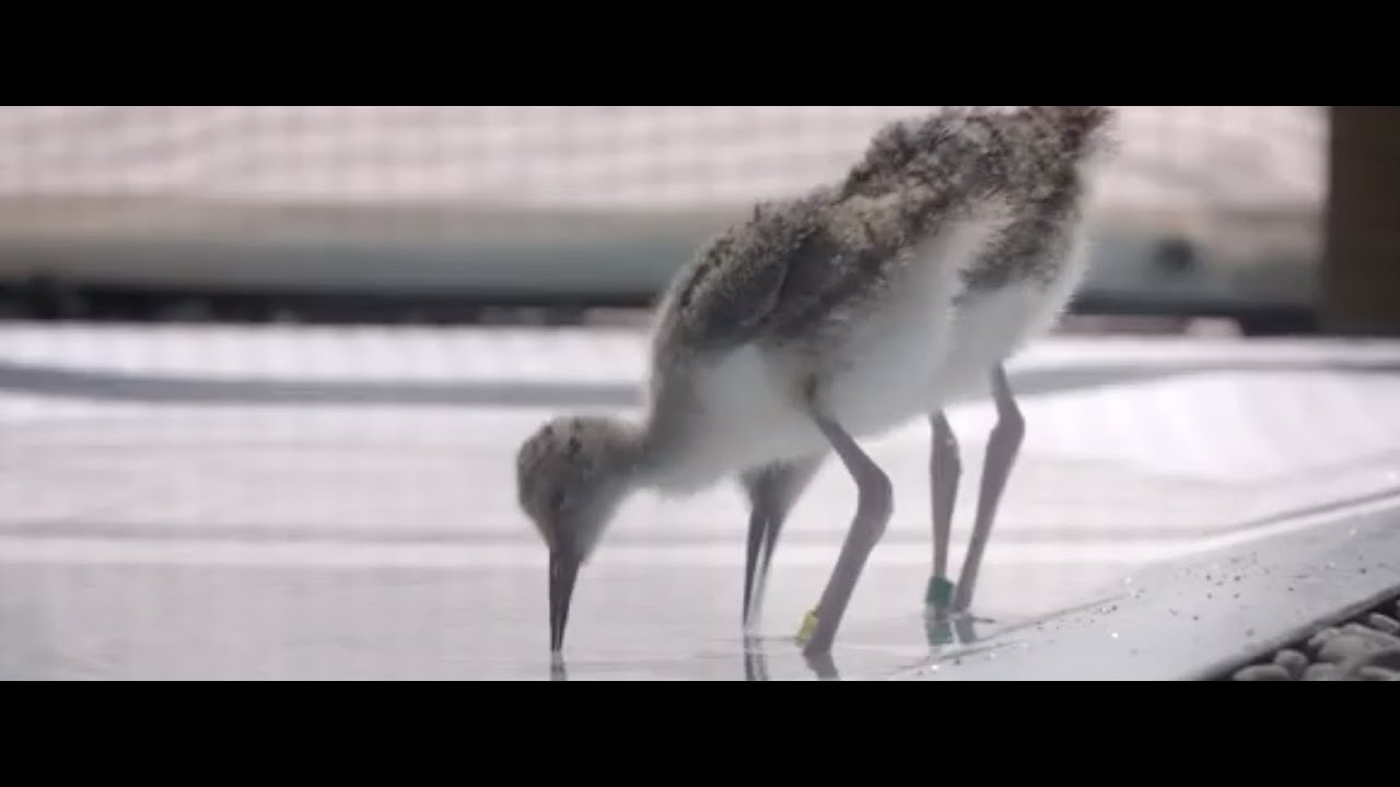 New brooder helps boost population of endangered kakī/black stilt
