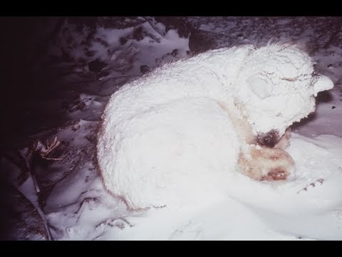 A Cops Find Missing Child In The Cold Being Kept Warm By A Creature