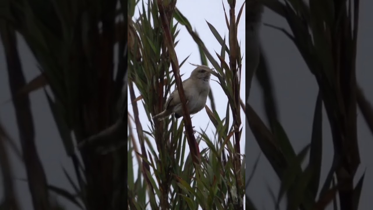 Endangered species by habitat loss 😰. Cucarachero Apolinar/Cistothorus apolinari. #shorts #love