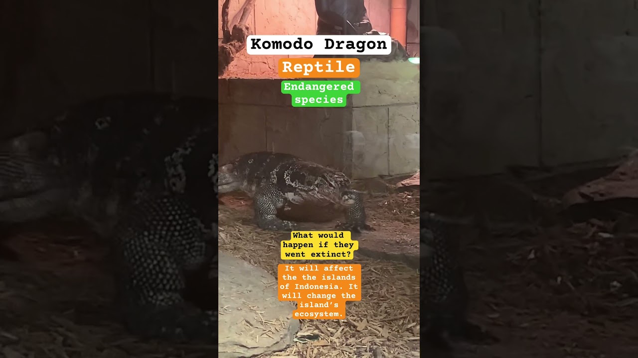 What if Komodo Dragon’s went extinct? #komodo #dragon #reptile #endangered #endangeredspecies #alpha