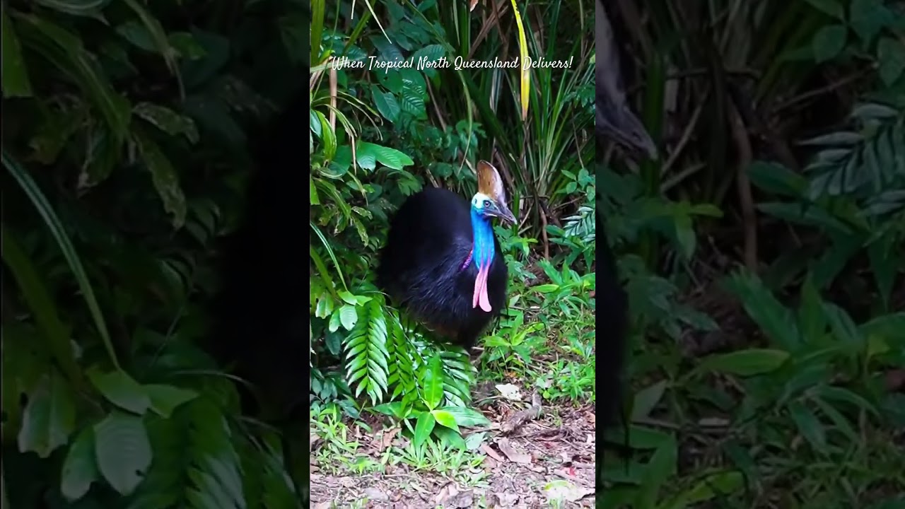 The Cassowary, worth the wait to spot this endangered species in Tropical North Queensland!