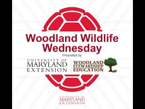 Maryland’s Rare, Threatened, and Endangered Animals