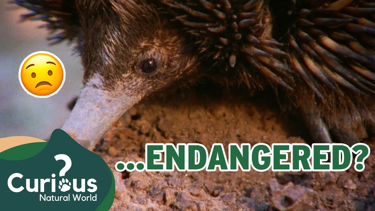 Why Is The Short-Beaked Echidna Endangered? 🦔 | Animal Adaptations | Curious?: Natural World