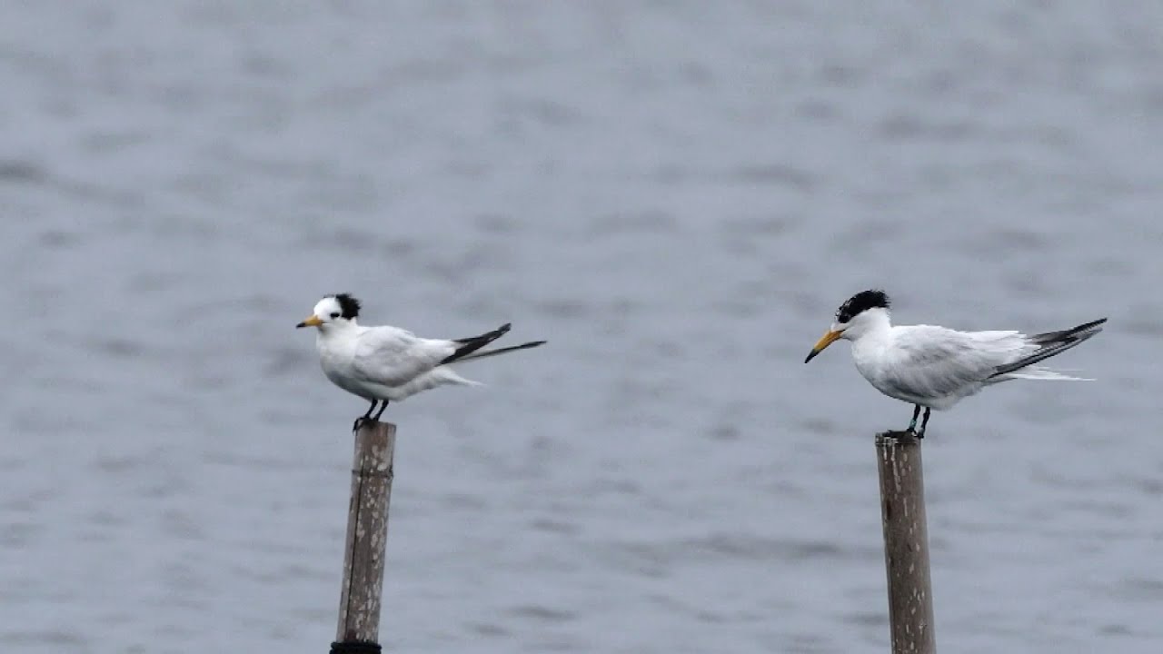 Critically endangered birds found in east China’s Jiangsu Province