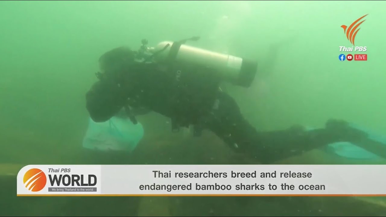 Thai researchers breed and release endangered bamboo sharks to the ocean