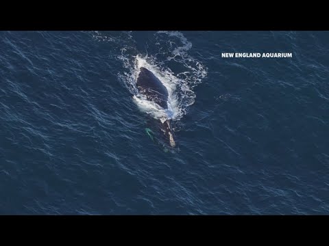 Conservationists vexed after feds lift restrictions to help endangered whales