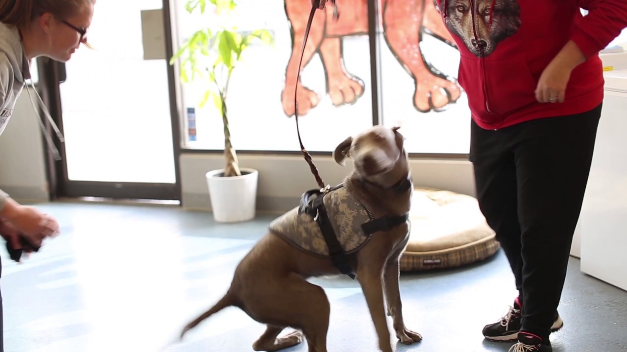 Dogs Who Serve- Training a Service Dog to Find a Lost Child