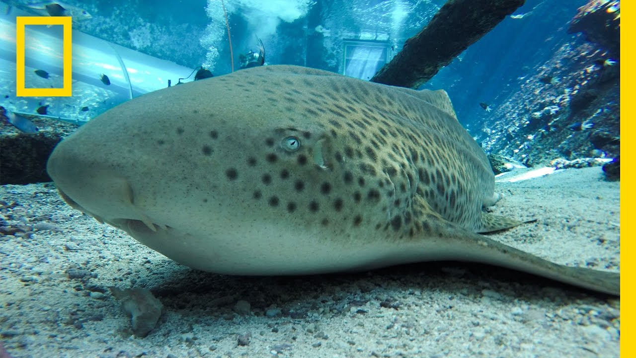 Endangered Shark Gives Rare “Virgin Birth” | National Geographic