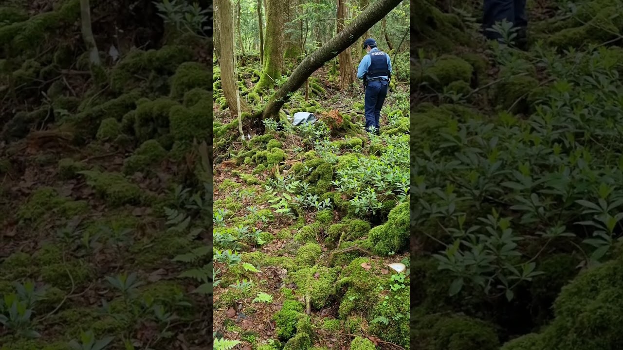 Solving a missing person case in the Japanese Suicide Forest #Help