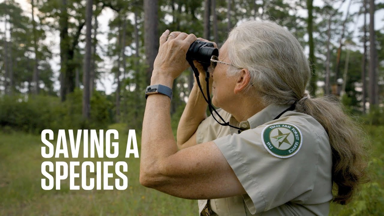 Saving a Species: Translocating the Endangered Red-Cockaded Woodpecker with Texas A&M Forest Service