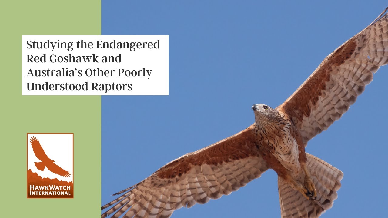 Studying the Endangered Red Goshawk and Australia’s Other Poorly Understood Raptors