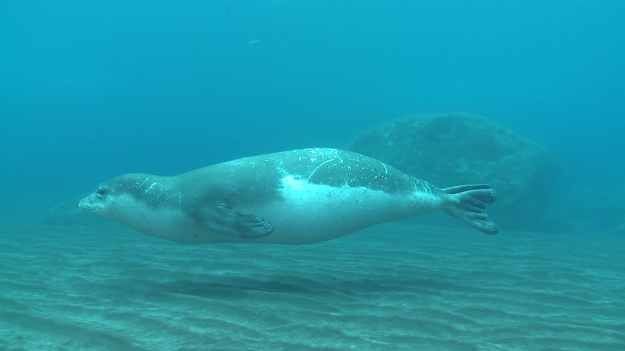 Monaco Explorations Encounters Endangered Mediterranean Monk Seal
