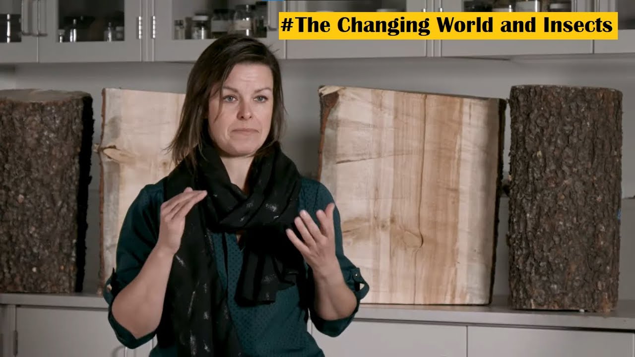 The Changing World and Insect | ecosystem | endangered insect species | insects habitat | entomolog