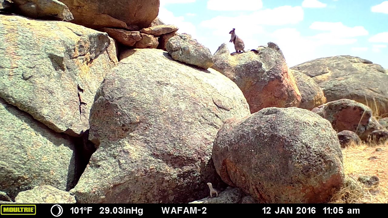 Endangered Black-flanked rock-wallaby with Bungarra (Goanna)