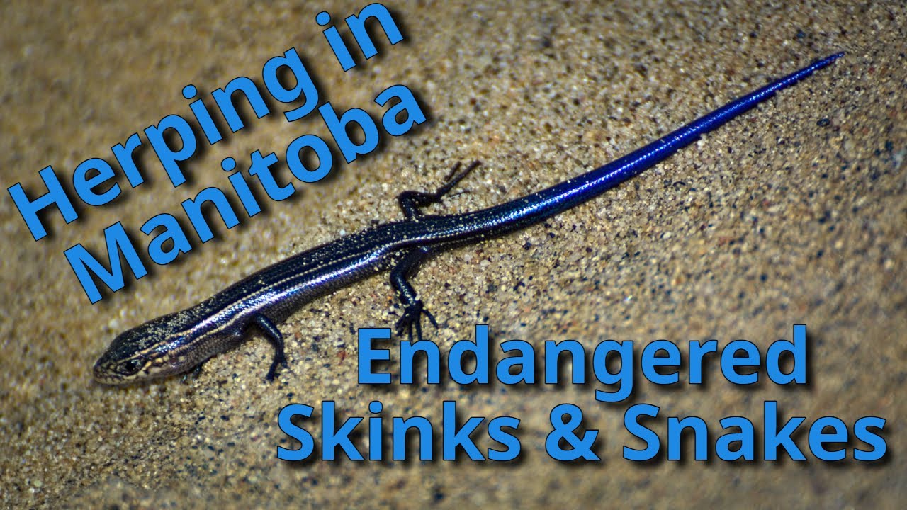 Flipping Boards in Manitoba for Snakes and Endangered Skinks!