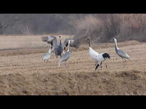 Endangered Red-Crowned and White-Naped Cranes In the Korean Demilitarized Zone.