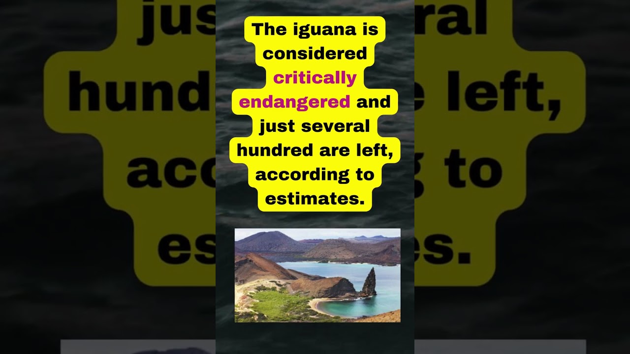 Endangered pink iguana hatchlings seen for the first time on Galapagos island