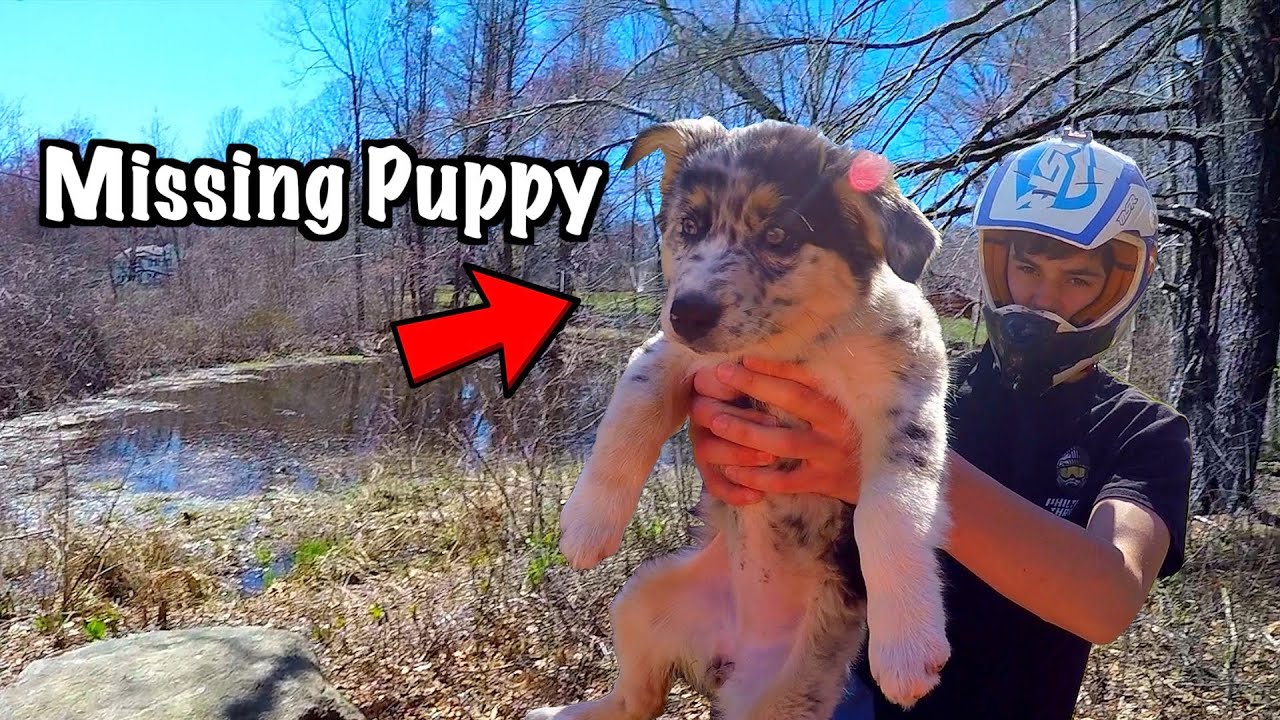 Found Missing Puppy In The Forest (Alone and Thirsty) *HAPPY ENDING*