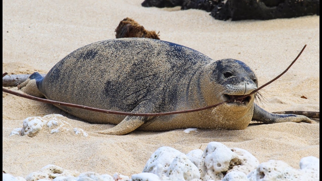 Hawaiian Monk Seal Advocacy – Protecting Endangered Animals