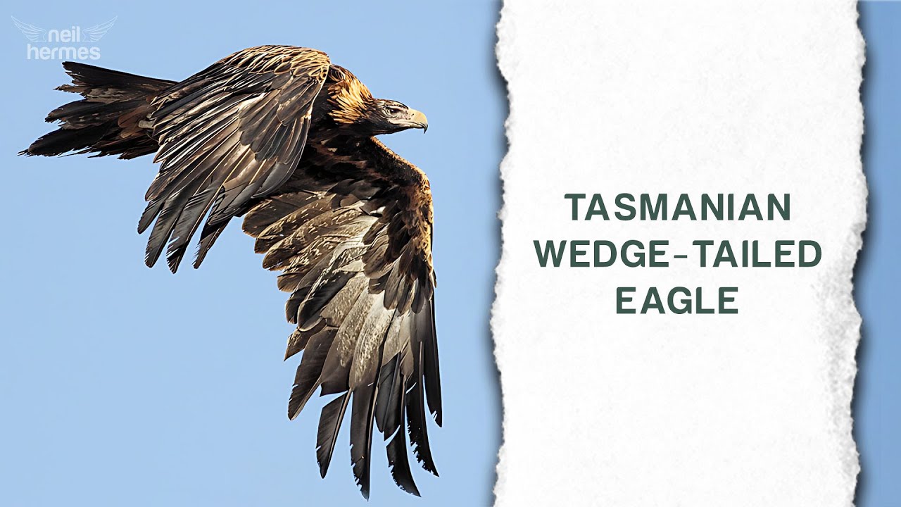 A Group of Endangered Wedge-tailed Eagles were Photographed in Southern Tasmania