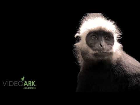 A Laotian langur (Trachypithecus laotum) at the Endangered Primate Rescue Center