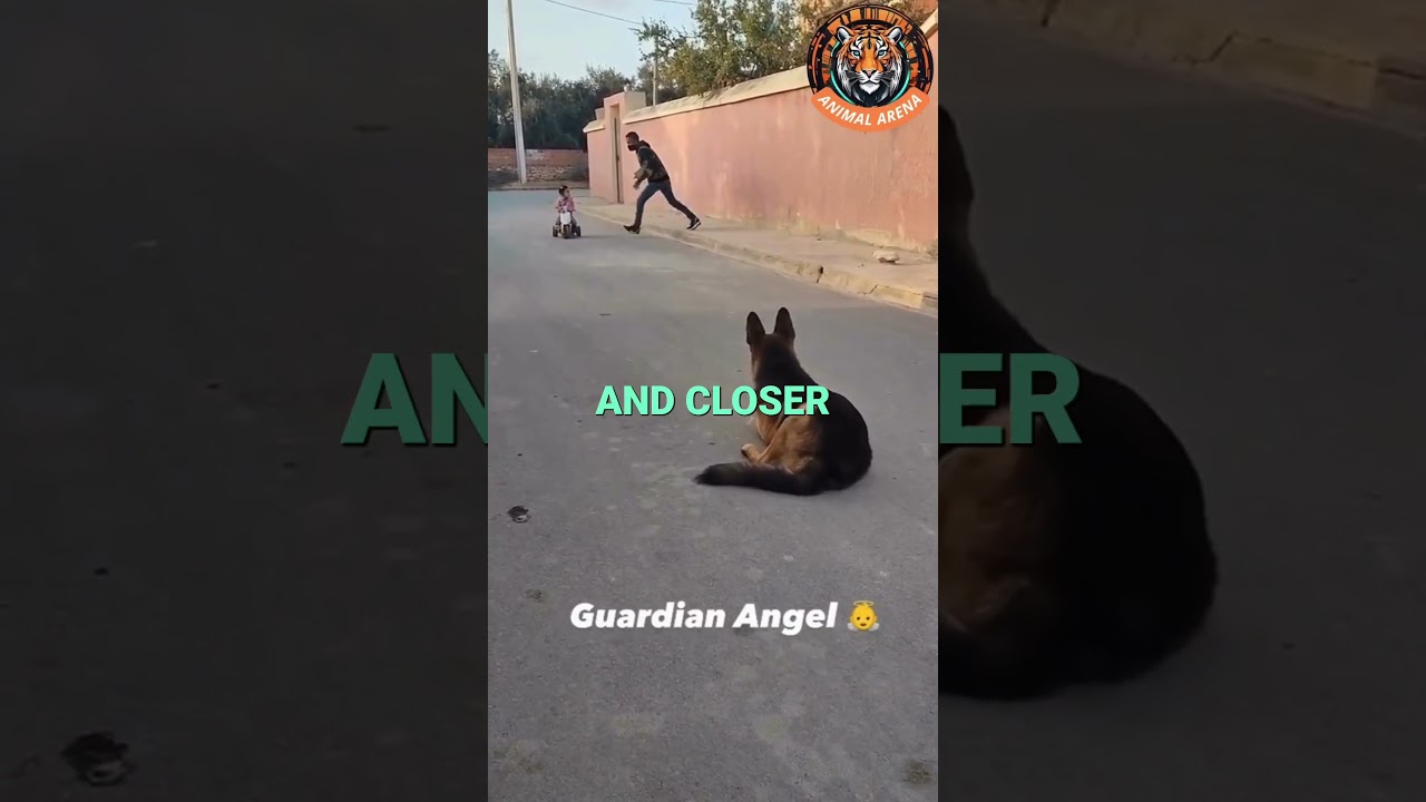 Brave German Shepherd Saves Little Girl from Kidnapper!
