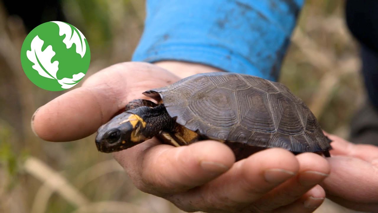TNC is Saving Endangered Bog Turtles in Massachusetts