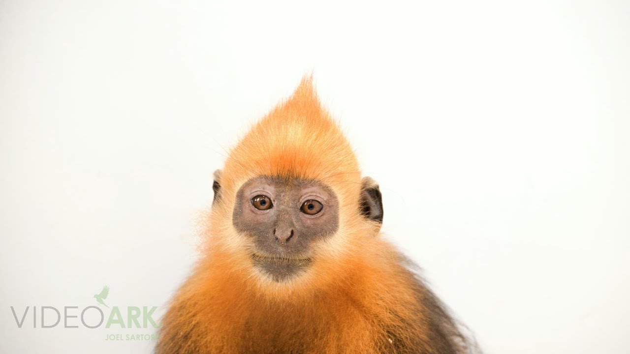 Critically endangered Cat Ba langurs (Trachypithecus poliocephalus) at the EPRC in Vietnam.
