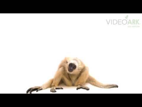 Two year-old endangered (IUCN) and federally endangered pileated gibbon (Hylobates pileatus) at ACCB