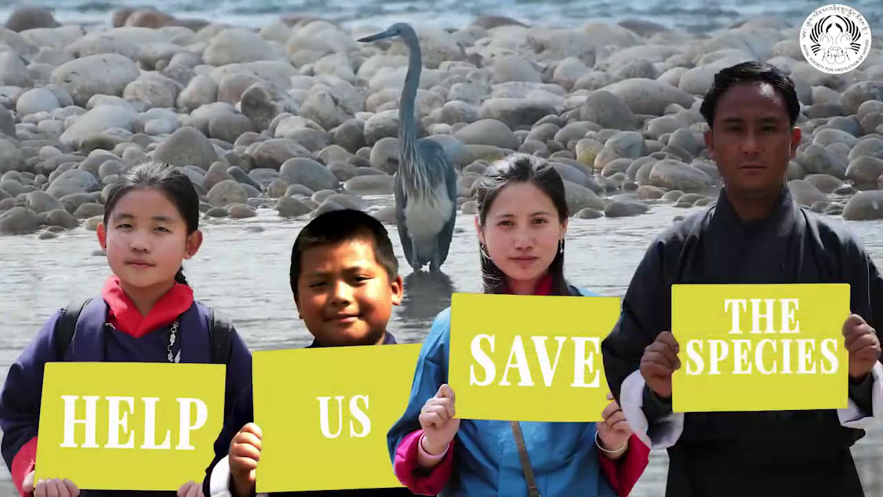 Introduction to the critically endangered White-bellied Heron, Bhutan