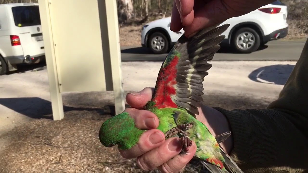 Swift Parrot caught in Western Sydney – a Critically Endangered species