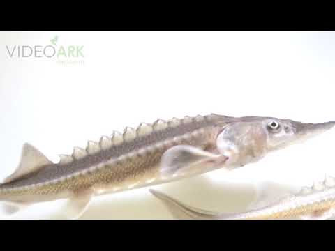 Federally endangered white sturgeon (Acipenser transmontanus) at the University of California, Davis