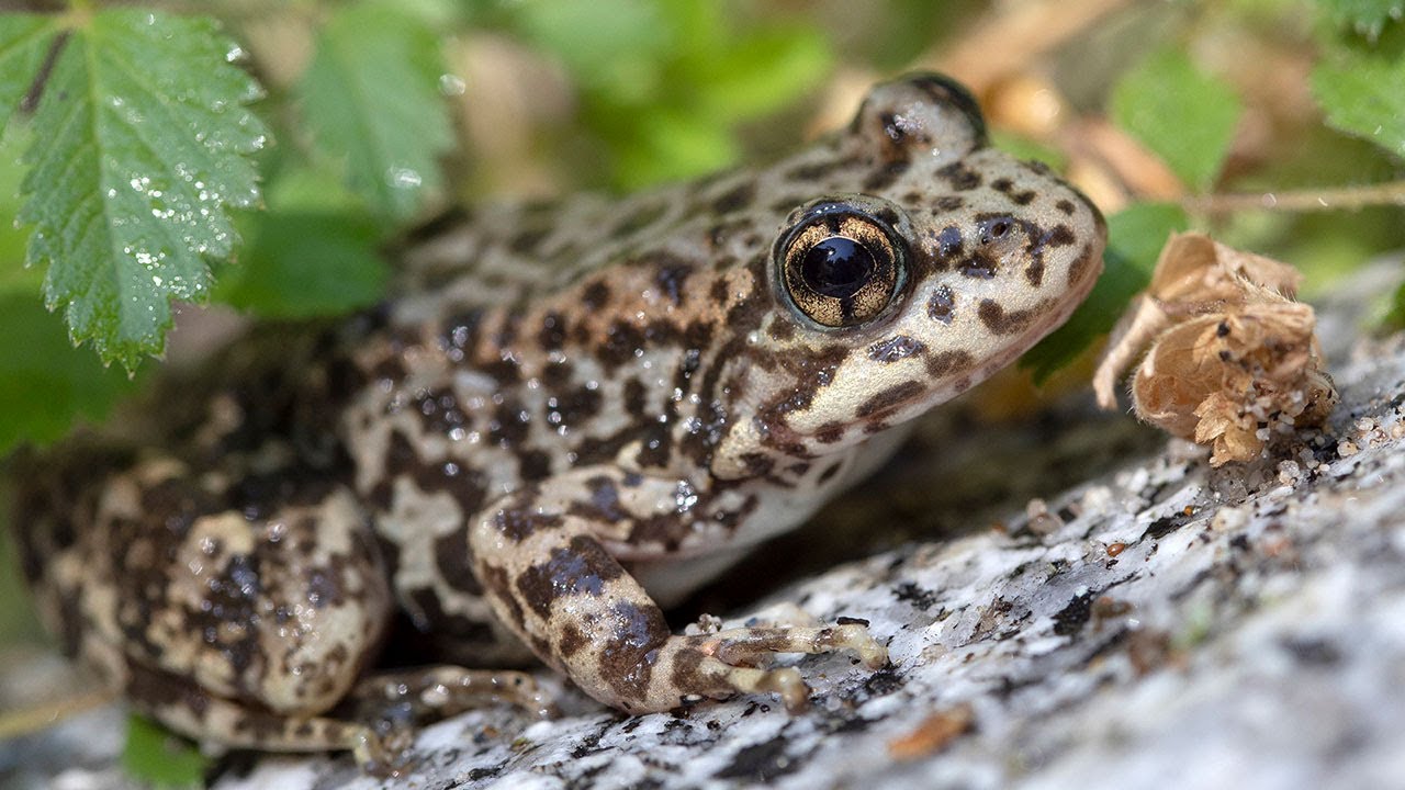Endangered Frogs Released into Native San Diego Habitat