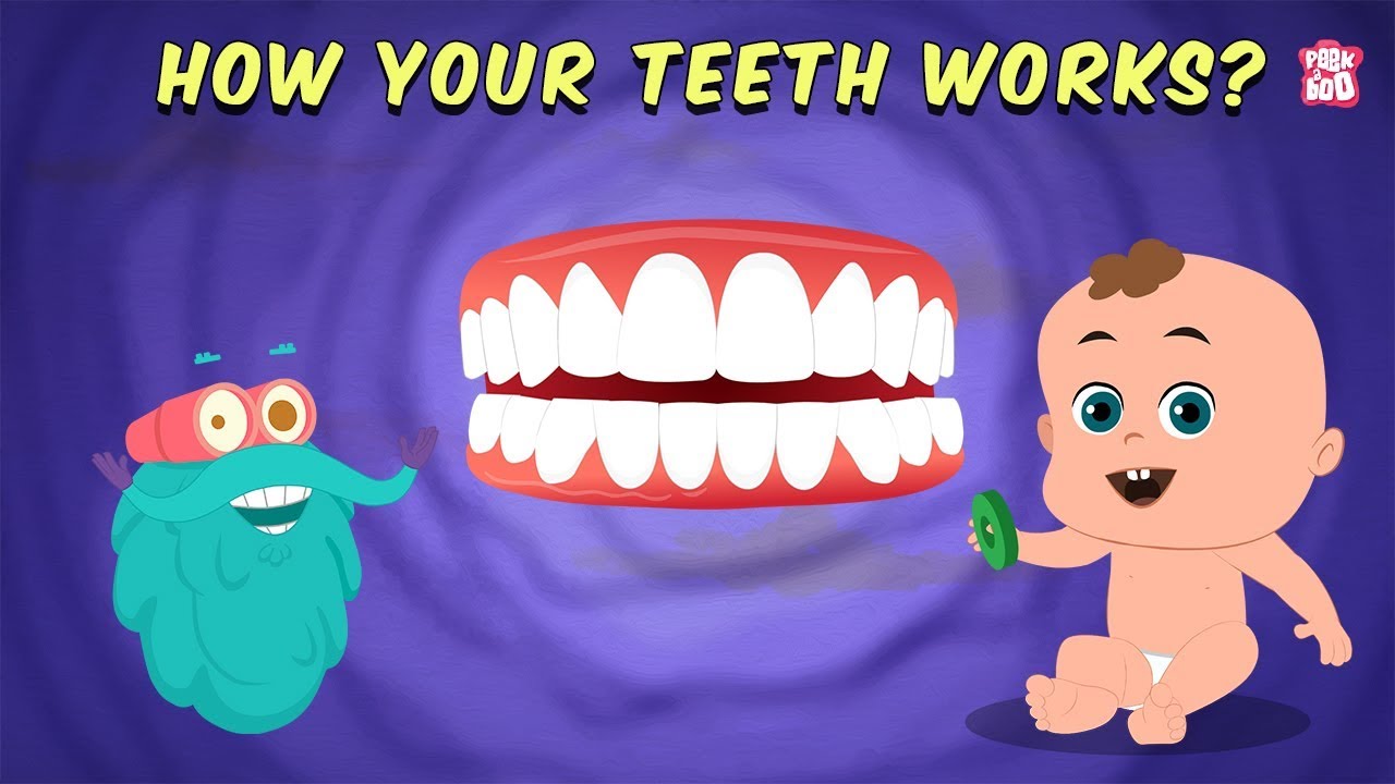 How Your Teeth Work? – The Dr. Binocs Show | Best Learning Videos For Kids | Peekaboo Kidz