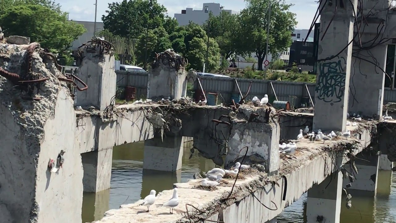 Christchurch, NZ – unique endangered black billed gulls nesting on earthquake ruins.