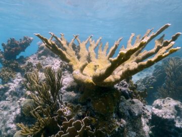 Smithsonian & Partners Pioneer Method to Boost Endangered Coral Populations