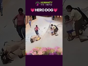 Hero Dog Saves Child In Daring Rescue | #shorts #respect