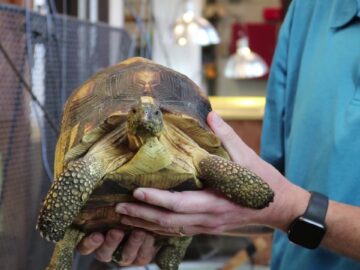 International Endangered Species Trade: Tortoises, Tigers, and the Truth in the Trade