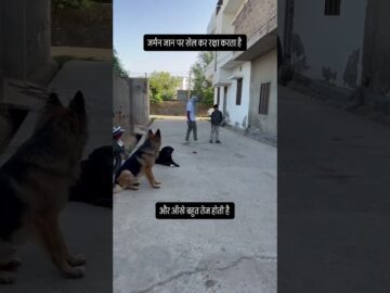 German Shepherd Rescues Kids from Kidnappers — Brave Dog Saves the Day! #germanshepherd #dog #gsd