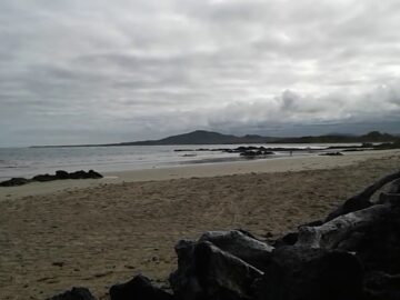 Dog attacks endemic endangered marine iguana on beach in Galápagos July 30, 2020