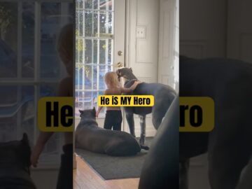 Heroic Dogs Shielding Kids from Danger – Heartwarming Moments #2