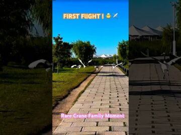 Parenting Goals: How Red-Crowned Cranes Teach Their Babies To Fly #Nature #Wildlife #RedCrownedCrane