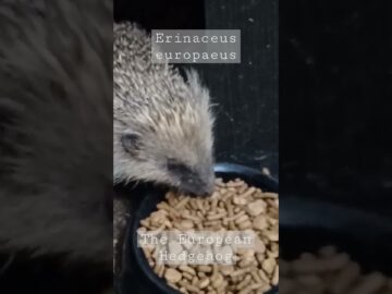 Feeding wild juvenile hedgehog #hedgehogweek #hedgehog #britishwildlife #hedgehogawarenessweek