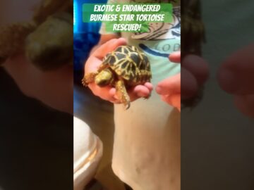 Critically Endangered juvenile Burmese Star Tortoise Rescued!